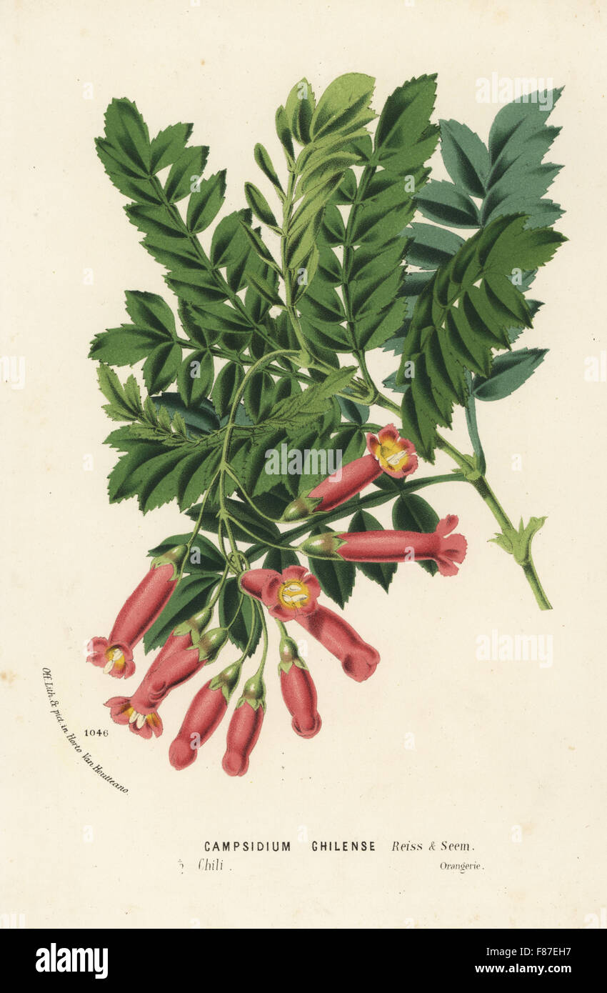 Campsidium valdivianum (Campsidium chilense), native to Chile. Handcoloured lithograph from Louis van Houtte and Charles Lemaire's Flowers of the Gardens and Hothouses of Europe, Flore des Serres et des Jardins de l'Europe, Ghent, Belgium, 1874. Stock Photo