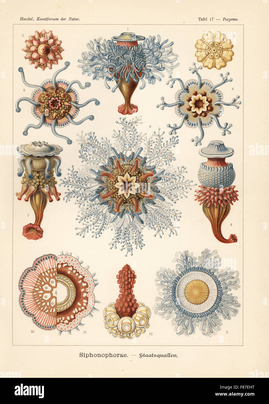 Siphonophorae hydrozoa: Porpema prunella and Porpita species, young and adult colonies, gas bladder, etc. Chromolithograph by Adolf Glitsch from an illustration by Ernst Haeckel from Art Forms in Nature, Kunstformen der Natur, Liepzig, Germany, 1904. Stock Photo