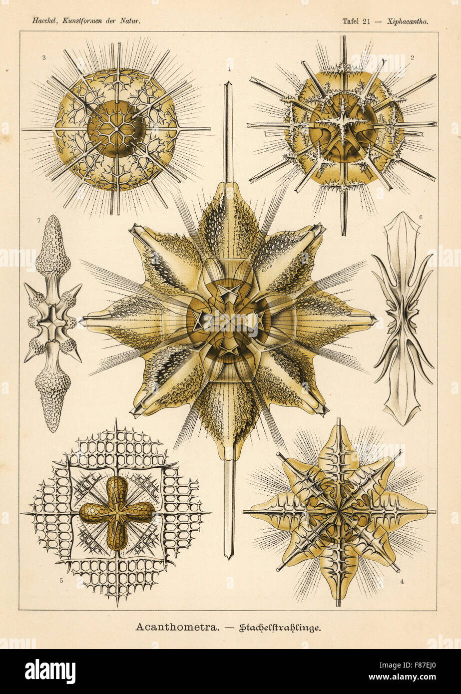 Acantharia Radiolaria protozoa species: Xiphacantha species 1, Stauracantha spinulosa 2, Phyllostauridae species 3, Pristacantha polyodon 4, Lithopteridae species 5, Gigartaconidae species 6,7. Chromolithograph by Adolf Glitsch from an illustration by Ernst Haeckel from Art Forms in Nature, Kunstformen der Natur, Liepzig, Germany, 1904. Stock Photo