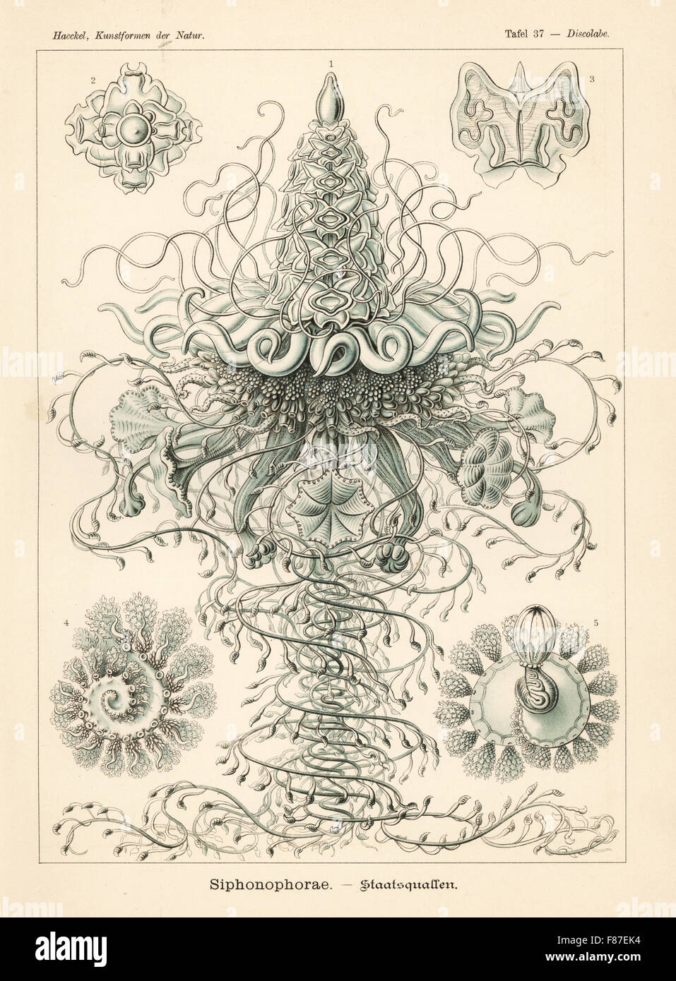 Siphonophora jellyfish colony. Physophora hydrostatica (Discolabe quadrigata), colony, gas bladder, swimming bell, polyp, etc. Chromolithograph by Adolf Glitsch from an illustration by Ernst Haeckel from Art Forms in Nature, Kunstformen der Natur, Liepzig, Germany, 1904. Stock Photo