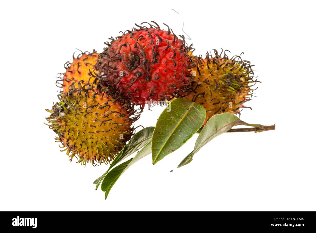 Rambutan leaves isolated on white hi-res stock photography and images ...