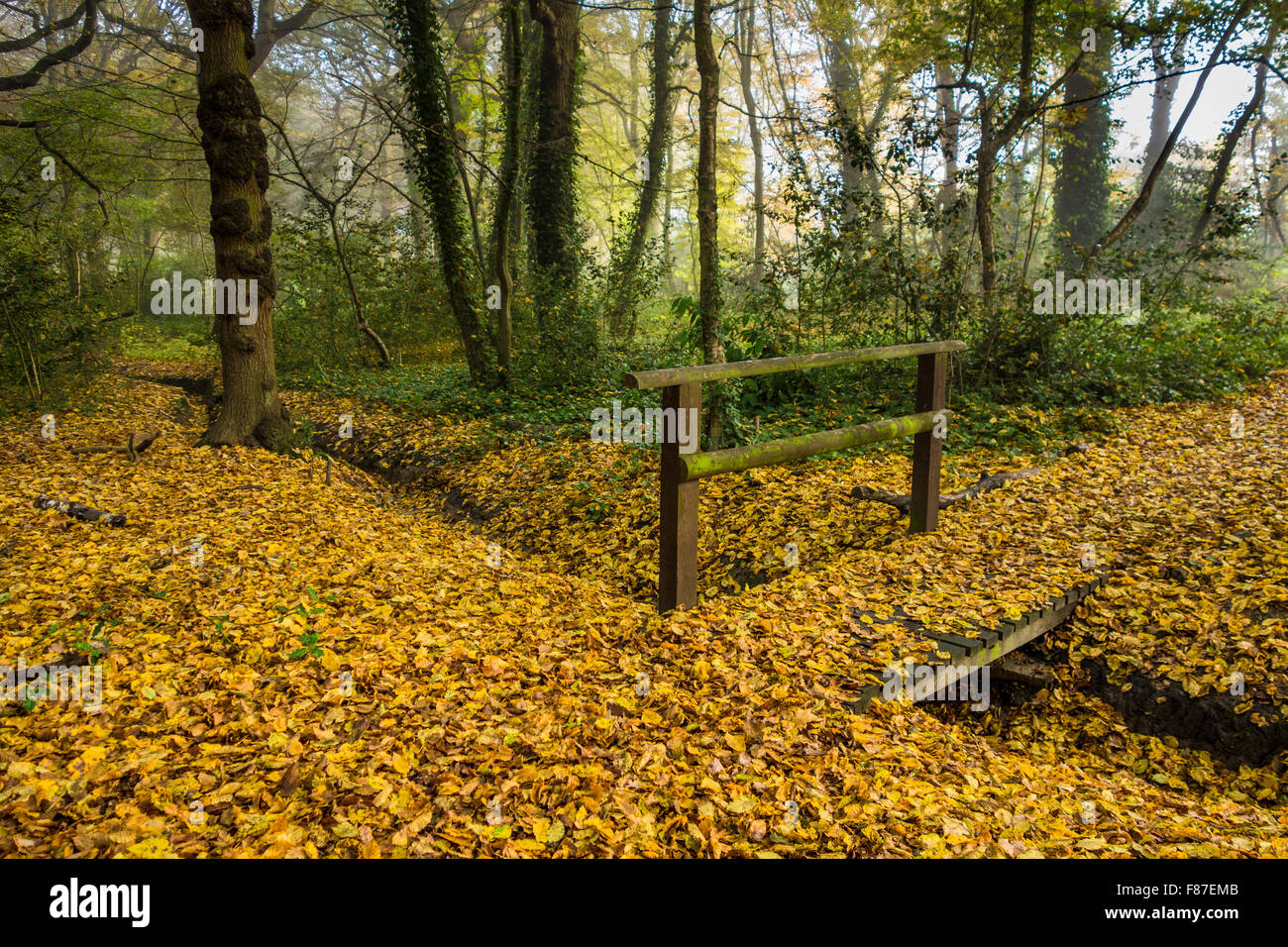 Footbridge over a narrow stream in an English woodland. Stock Photo