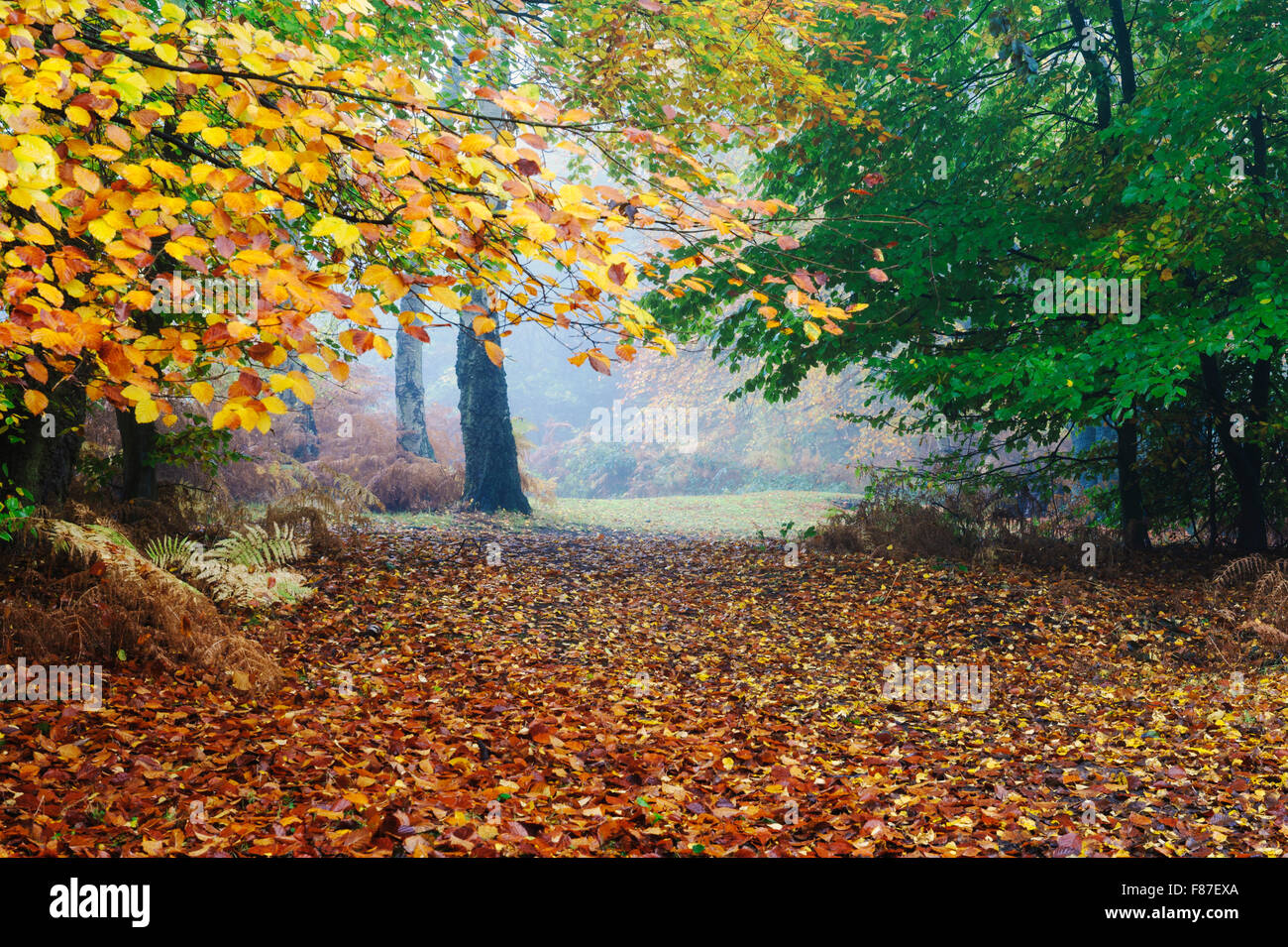 A misty autumn morning in an English woodland. Stock Photo