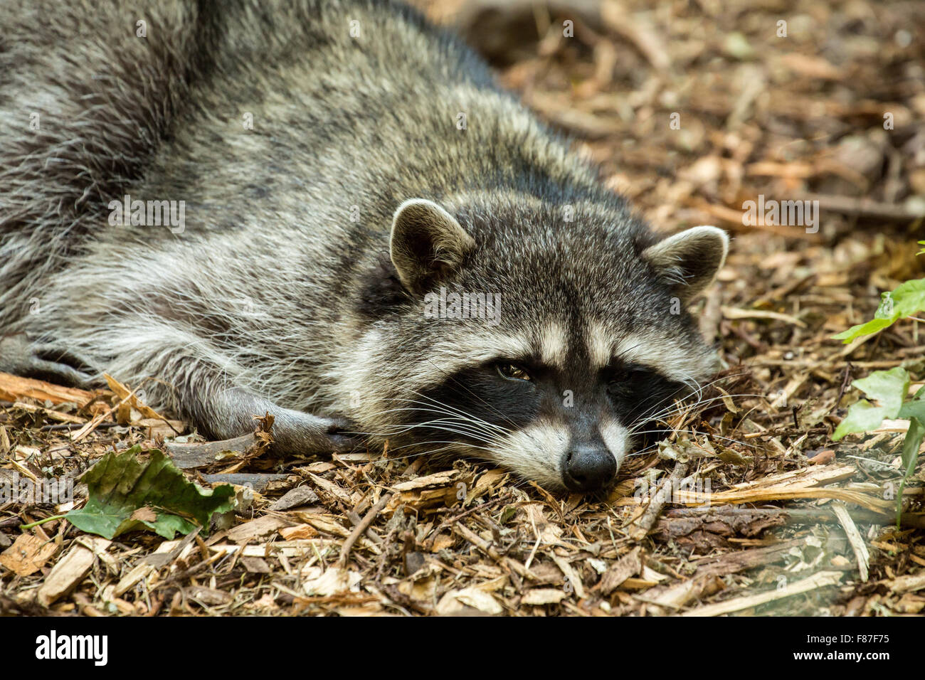 Sleepy Northern Raccoon at Northwest Trek Wildlife Park near Eatonville, Washington, USA Stock Photo