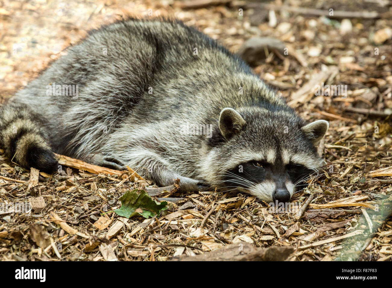 Sleepy Northern Raccoon at Northwest Trek Wildlife Park near Eatonville, Washington, USA Stock Photo