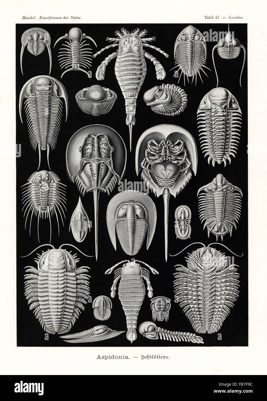 Aspidonia: horseshoe crab, Tachypleus gigas 1-3, extinct sea scorpion, Eurypterus tetragonophthalmus 4, extinct sea scorpion, Pterygotus anglicus 5, and extinct fossil trilobites, Onnia goldfussi 6, Deiphon forbesi 7, Phacops latifrons 8, Asteropyge punctata 9, Raphiophorus rouaulti 10, Paradoxides bohemicus 11, Cheirurus insignis 12, Selenopeltis buchi 13, Megistaspidella extenuata 14, Bohemoharpes ungula 15, Agnostus pisiformis 16, Trochurus speciosus 17, Eccaparadoxides pusillus 18, Sphaerexochus mirus 19 and Triarthrus becki  20. Chromolithograph by Adolf Glitsch from an illustration by Er Stock Photo