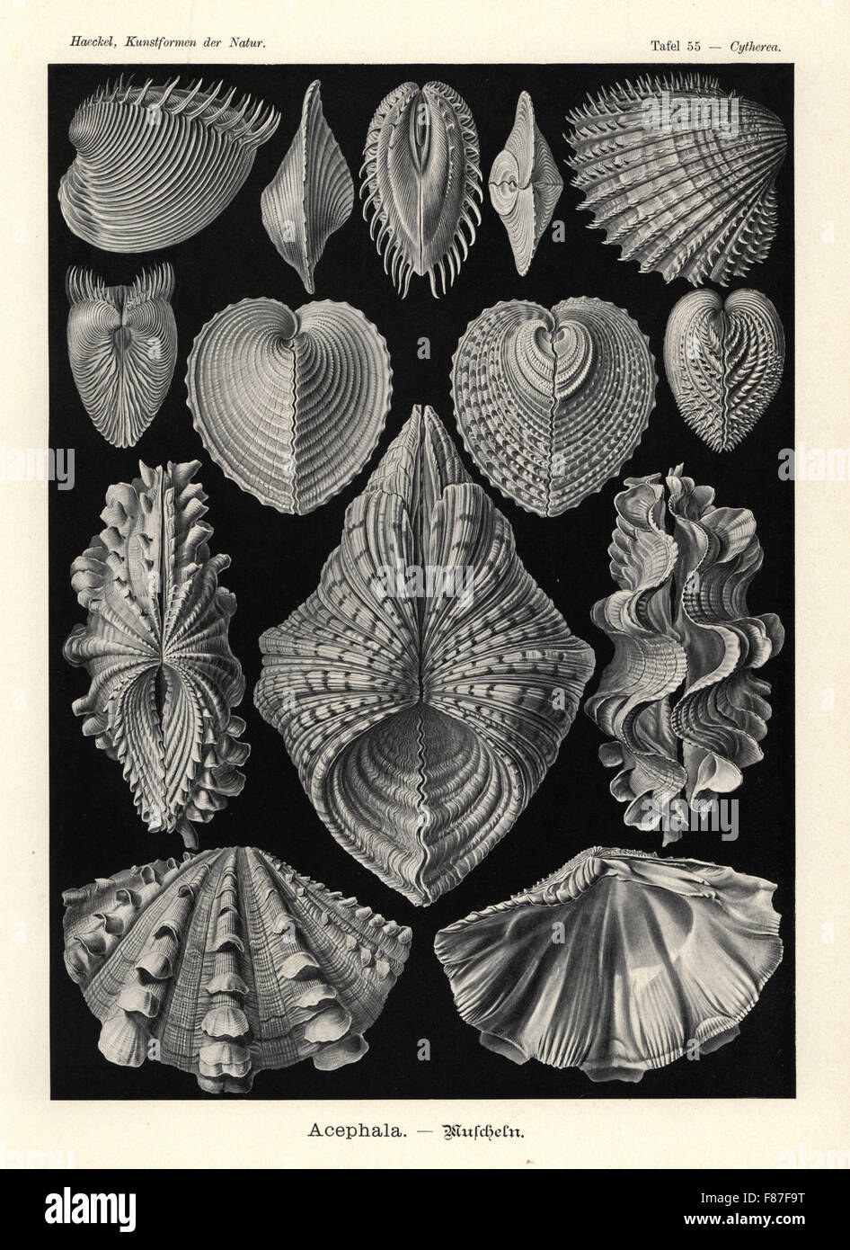 Bivalvia clam shells: Venus clam, Hysteroconcha dione 1-3, spiny cockle, Acanthocardia aculeata 4,5, heart cockle, Corculum cardissa 6-9, fluted giant clam, Tridacna squamosa 10-13 and bear paw clam, Hippopus hippopus 14. Chromolithograph by Adolf Glitsch from an illustration by Ernst Haeckel from Art Forms in Nature, Kunstformen der Natur, Liepzig, Germany, 1904. Stock Photo