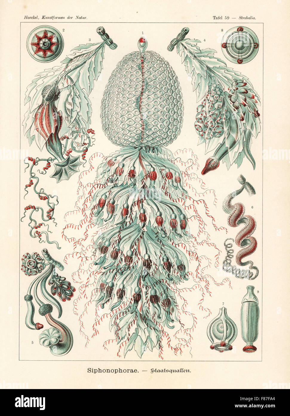 Siphonophora jellyfish colony. Forskalia species (Strobalia cupola), colony, gas bladder, polyp, medusa, tentacle, etc. Chromolithograph by Adolf Glitsch from an illustration by Ernst Haeckel from Art Forms in Nature, Kunstformen der Natur, Liepzig, Germany, 1904. Stock Photo