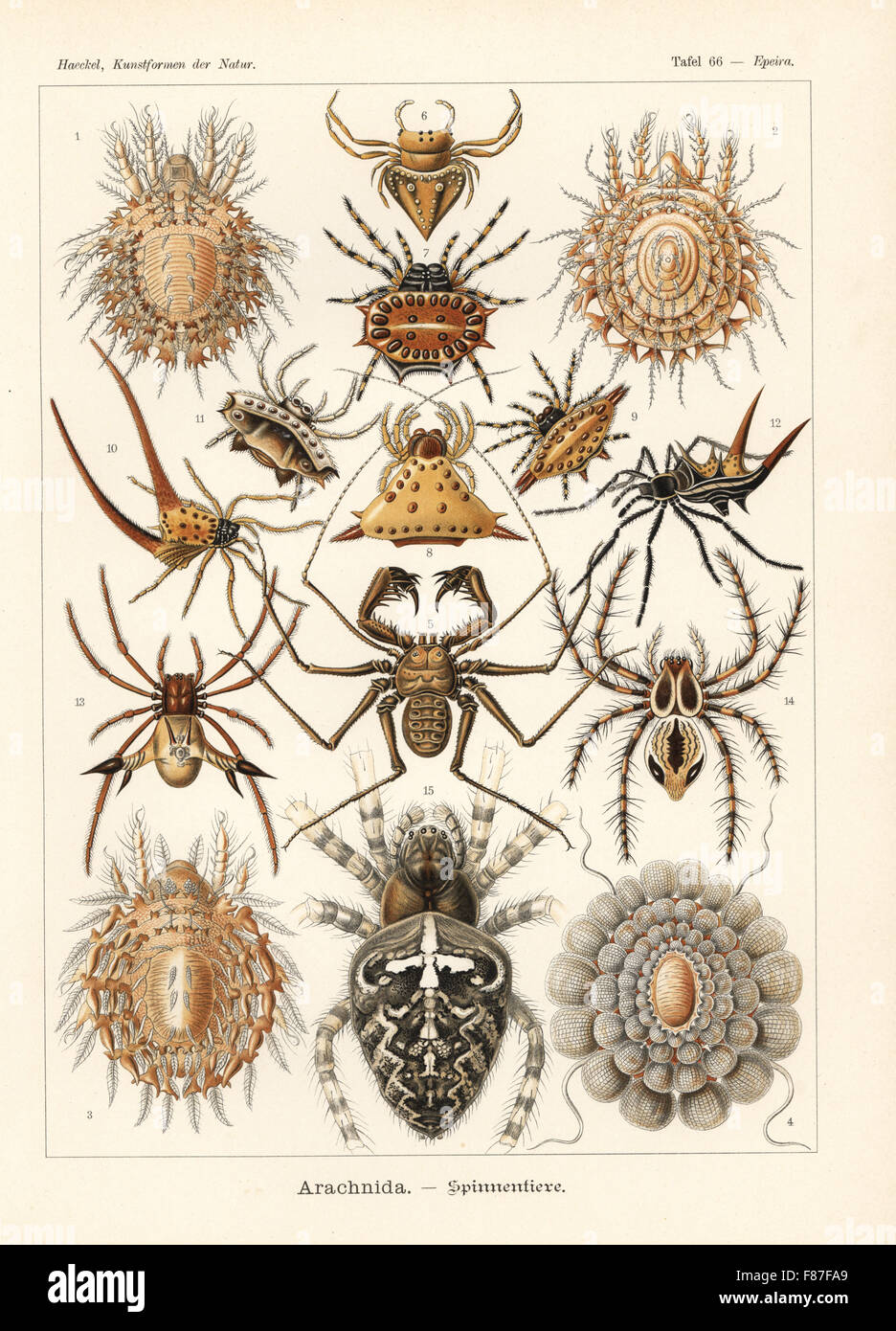 Arachnida spiders: Protocepheus hericius 1, Cepheus latus 2, Cepheus cepheiformis 3,  Tereticepheus palmicinctum 4, Phrynichus reniformis 5, Gnolus cordiformis 6, spinybacked orbed weaver, Gasteracantha cancriformis 7,11, Acrosomoides acrosomoides 8, Gasteracantha geminata 9, curved spiny spider, Macracantha arcuata 10, Micrathena schreibersi 12, Micrathena furcata 13, Oxyopes ramosus 14 and European garden spider, Araneus diadematus 15. Chromolithograph by Adolf Glitsch from an illustration by Ernst Haeckel from Art Forms in Nature, Kunstformen der Natur, Liepzig, Germany, 1904. Stock Photo