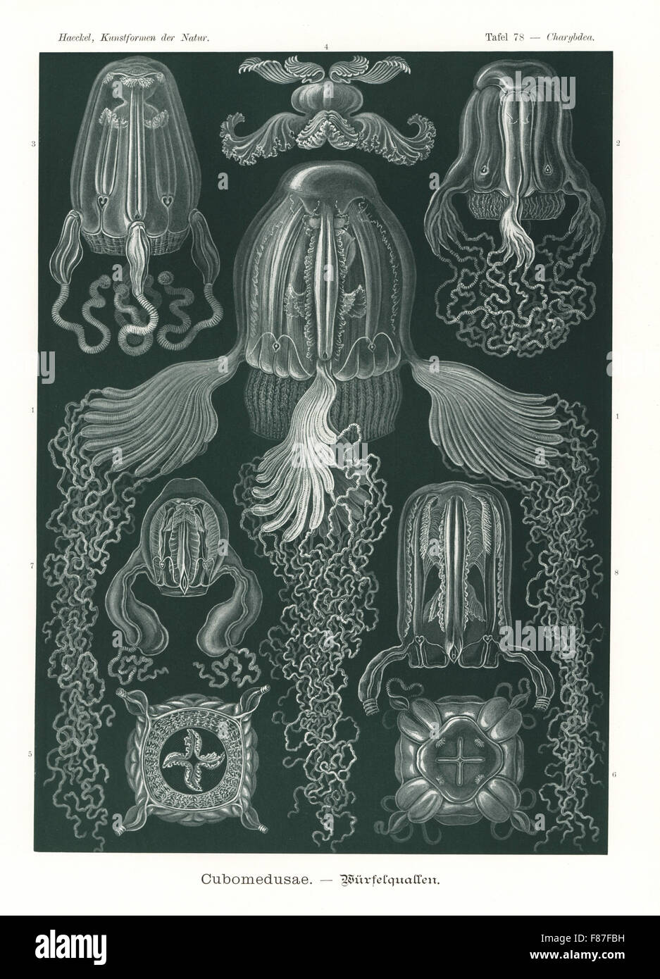 Cubomedusae or box jellyfish: Chirodropus palmatus, Chiropsoides quadrigatus, Carybdea obeliscus, Carybdea murrayana, Alatina tetraptera and Tamoya haplonema. Chromolithograph by Adolf Glitsch from an illustration by Ernst Haeckel from Art Forms in Nature, Kunstformen der Natur, Liepzig, Germany, 1904. Stock Photo