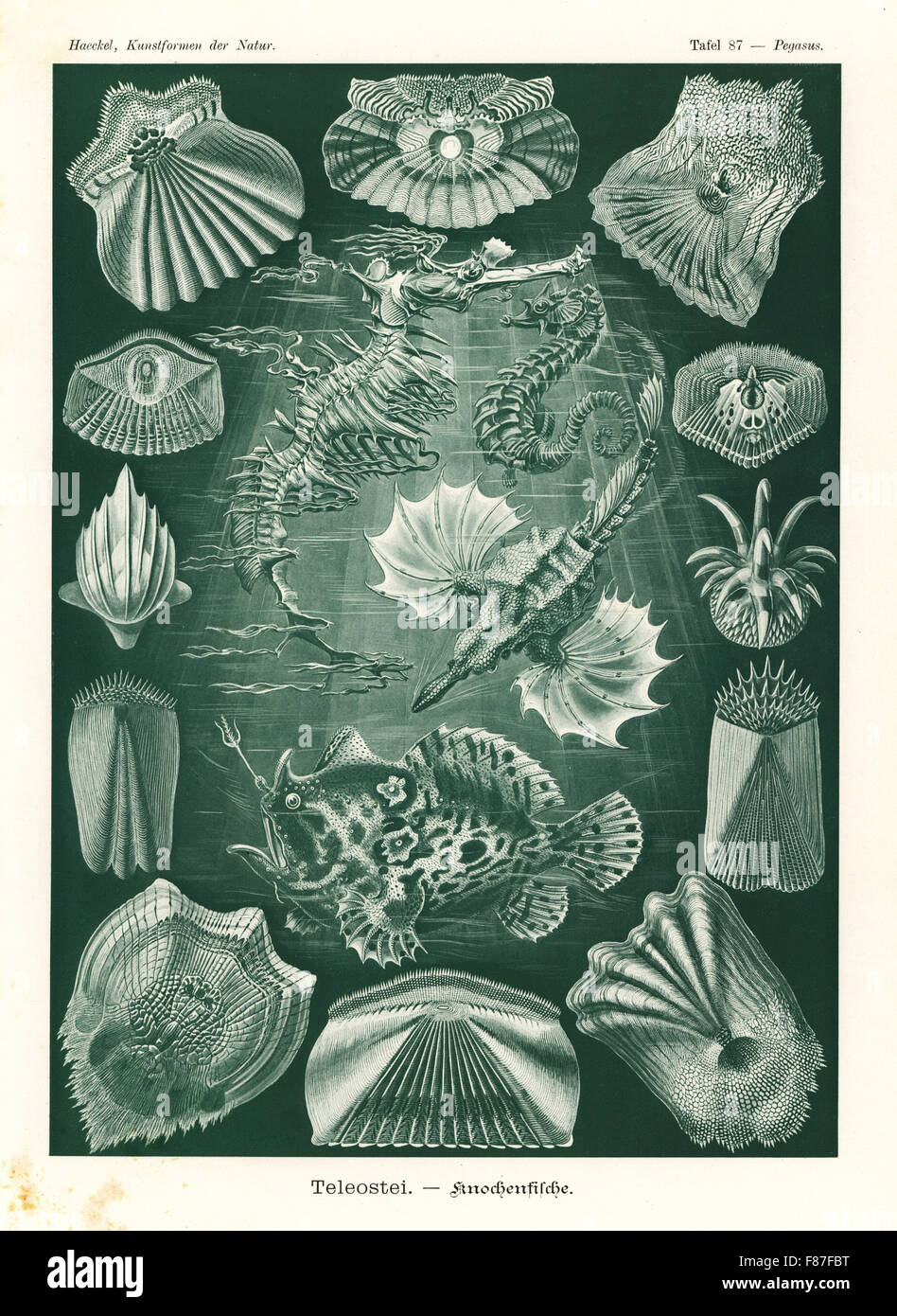 Teleostei or ray-finned fish: sea moth, Pegasus laternarius 1, short-snouted seahorse, Hippocampus hippocampus 2, leafy sea dragon, Phycodurus eques 3, Striated frogfish, Antennarius striatus 4, and various fish scales 5-16. Chromolithograph by Adolf Glitsch from an illustration by Ernst Haeckel from Art Forms in Nature, Kunstformen der Natur, Liepzig, Germany, 1904. Stock Photo