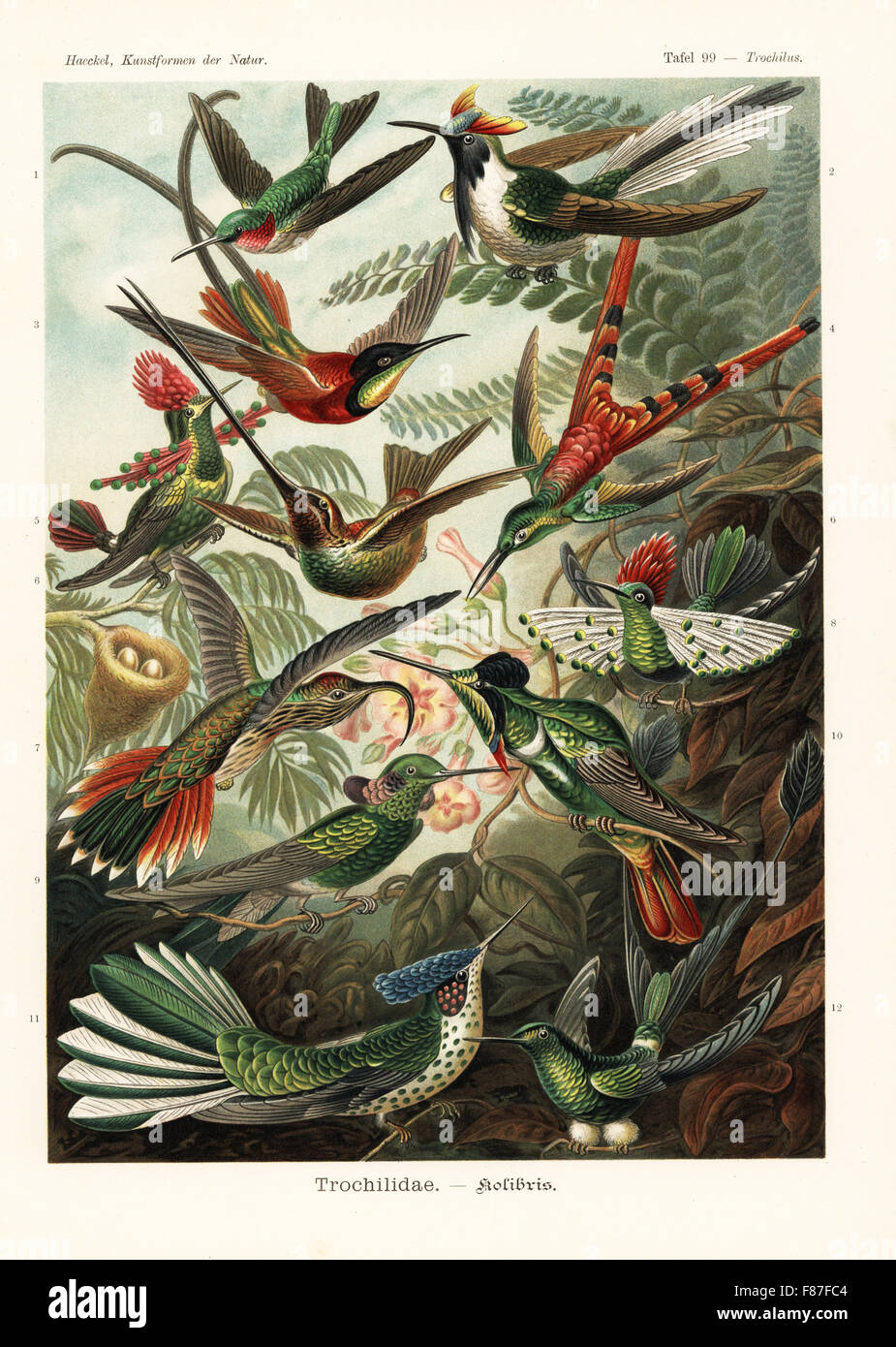 Trochilidae hummingbirds: ruby-throated hummingbird, Archilochus colubris, horned sungem, Heliactin bilophus, crimson topaz, Topaza pella, red-tailed comet, Sappho sparganura, tufted coquette, Lophornis ornatus, sword-billed hummingbird, Ensifera ensifera, buff-tailed sicklebill, Eutoxeres condamini, dot-eared coquette, Lophornis gouldii, white-vented violetear, Colibri serrirostris, hooded visorbearer, Augastes lumachella, Juan Fernandez firecrown, Sephanoides fernandensis (critically endangered) and booted racket-tail, Ocreatus underwoodii. Chromolithograph by Adolf Glitsch from an illustrat Stock Photo