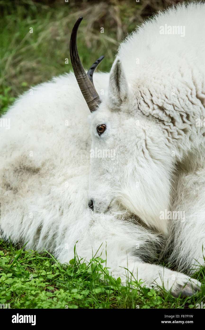 Mountain Goat resting in Northwest Trek Wildlife Park near Eatonville, Washington, USA Stock Photo