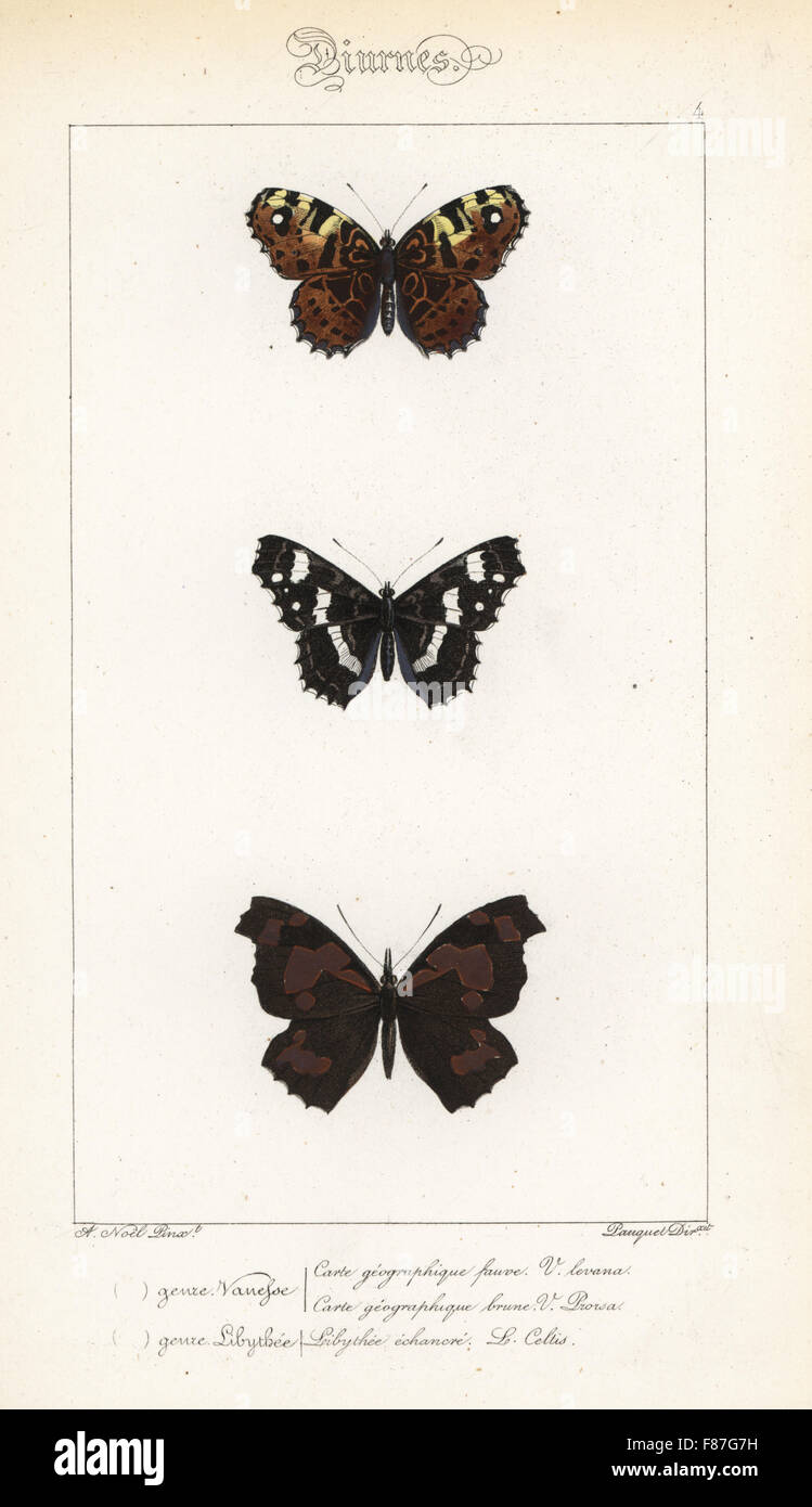 Map butterflies, Araschnia levana and Araschnia levana prorsa, and European beak or nettle-tree butterfly, Libythea celtis. Handcoloured steel engraving by the Pauquet brothers after an illustration by Alexis Nicolas Noel from Hippolyte Lucas' Natural History of European Butterflies, Histoire Naturelle des Lepidopteres d'Europe, 1864. Stock Photo
