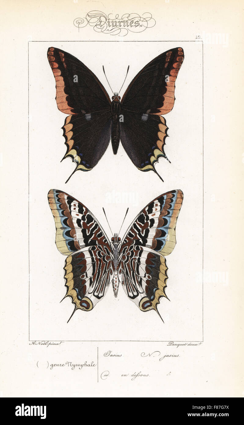 Two-tailed pasha or foxy emperor, Charaxes jasius, dorsal and ventral views. Handcoloured steel engraving by the Pauquet brothers after an illustration by Alexis  Nicolas Noel from Hippolyte Lucas' Natural History of European Butterflies, Histoire Naturelle des Lepidopteres d'Europe, 1864. Stock Photo