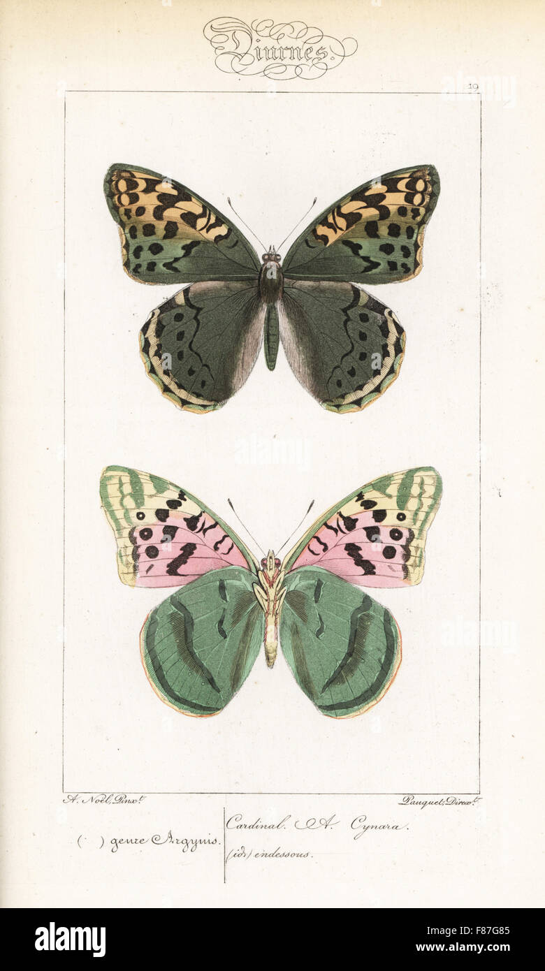 Cardinal butterfly, Argynnis pandora, dorsal and ventral views. Handcoloured steel engraving by the Pauquet brothers after an illustration by Alexis  Nicolas Noel from Hippolyte Lucas' Natural History of European Butterflies, Histoire Naturelle des Lepidopteres d'Europe, 1864. Stock Photo