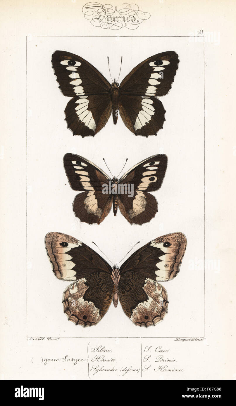 Great banded grayling, Brintesia circe, hermit, Chazara briseis, and eastern rock grayling, Hipparchia syriaca butterfly. Handcoloured steel engraving by the Pauquet brothers after an illustration by Alexis  Nicolas Noel from Hippolyte Lucas' Natural History of European Butterflies, Histoire Naturelle des Lepidopteres d'Europe, 1864. Stock Photo