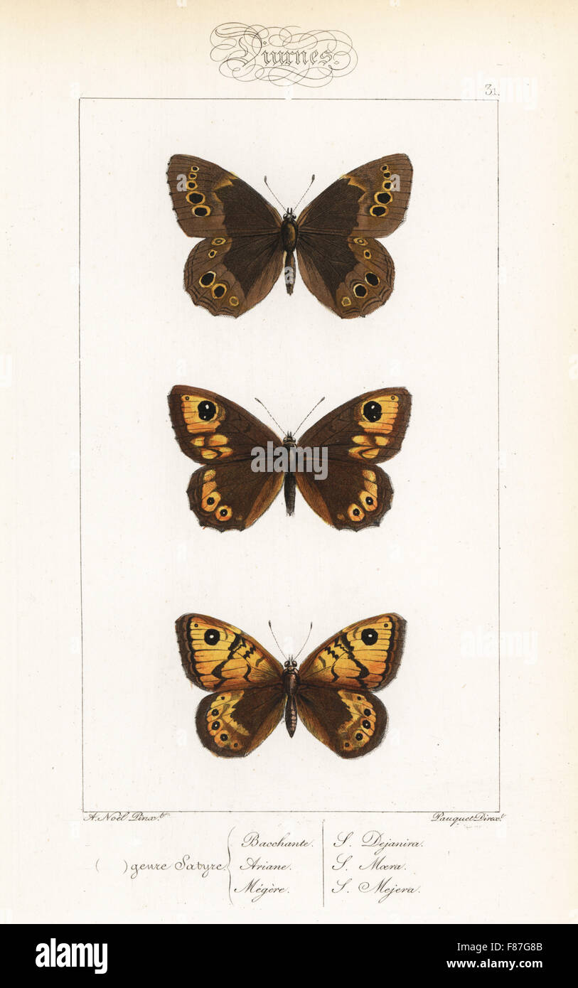 Woodland brown, Lopinga achine, large brown wall, Lasiommata maera, and wall butterfly, Lasiommata megera. Handcoloured steel engraving by the Pauquet brothers after an illustration by Alexis Nicolas Noel from Hippolyte Lucas' Natural History of European Butterflies, Histoire Naturelle des Lepidopteres d'Europe, 1864. Stock Photo