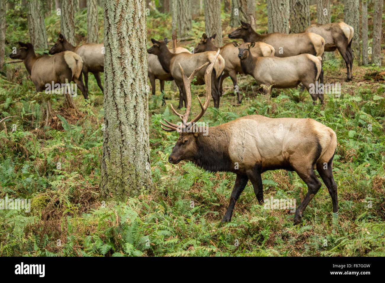 American Elk bull with his harem of does in Northwest Trek Wildlife Park near Eatonville, Washington, USA Stock Photo