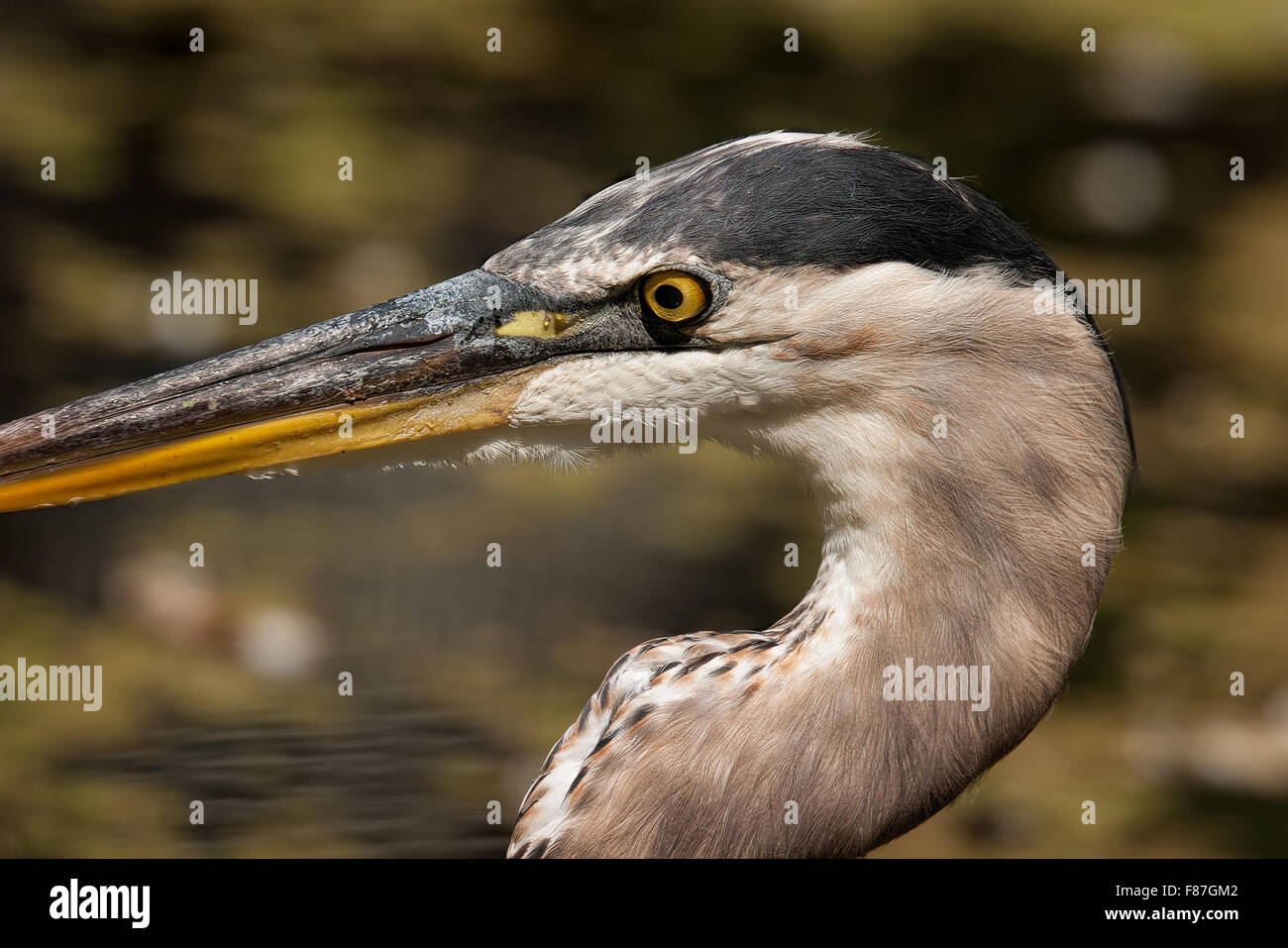 Close-up of Great Blue Heron in a South Carolina pool of water Stock Photo