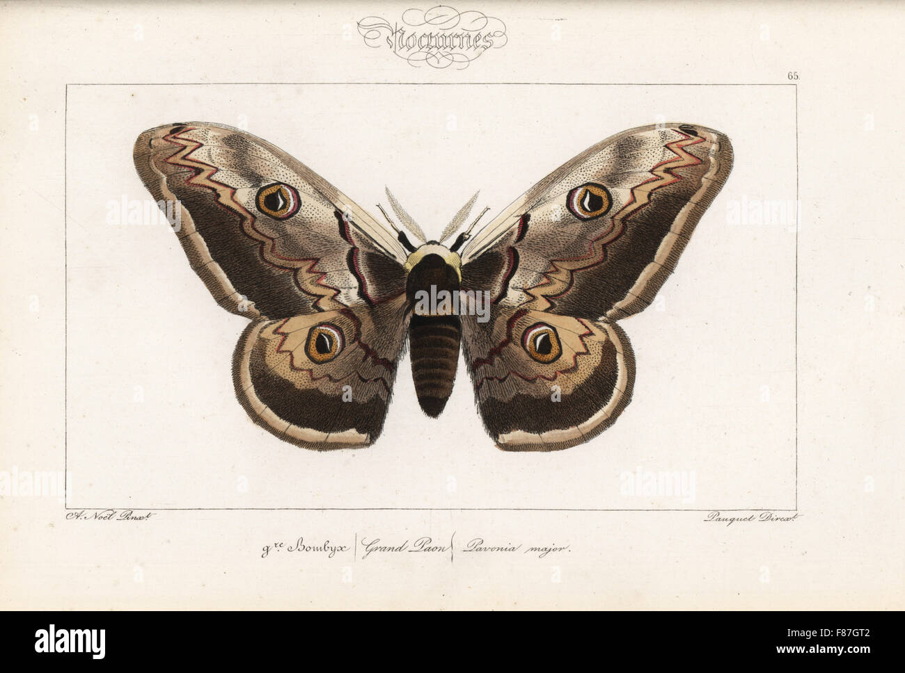 Giant emperor moth, Saturnia pyri (Pavonia major). Handcoloured steel engraving by the Pauquet brothers after an illustration by Alexis  Nicolas Noel from Hippolyte Lucas' Natural History of European Butterflies, Histoire Naturelle des Lepidopteres d'Europe, 1864. Stock Photo