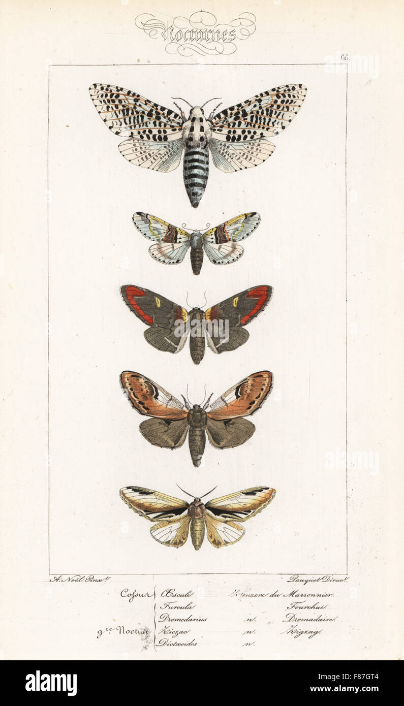 Wood leopard moth, Zeuzera pyrina, sallow kitten, Furcula furcula, iron prominent, Notodonta dromedarius, pebble prominent, Notodonta ziczac, and lesser swallow prominent, Pheosia gnoma. Handcoloured steel engraving by the Pauquet brothers after an illustration by Alexis  Nicolas Noel from Hippolyte Lucas' Natural History of European Butterflies, Histoire Naturelle des Lepidopteres d'Europe, 1864. Stock Photo