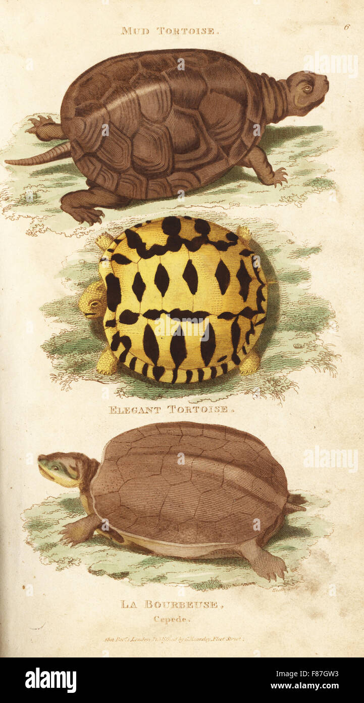 European pond turtle, Emys orbicularis (mud tortoise or la Bourbeuse), and Indian star tortoise, Geochelone elegans (elegant tortoise). Handcoloured copperplate engraving by Heath after an illustration by George Shaw from his General Zoology, Amphibia, London, 1801. Stock Photo