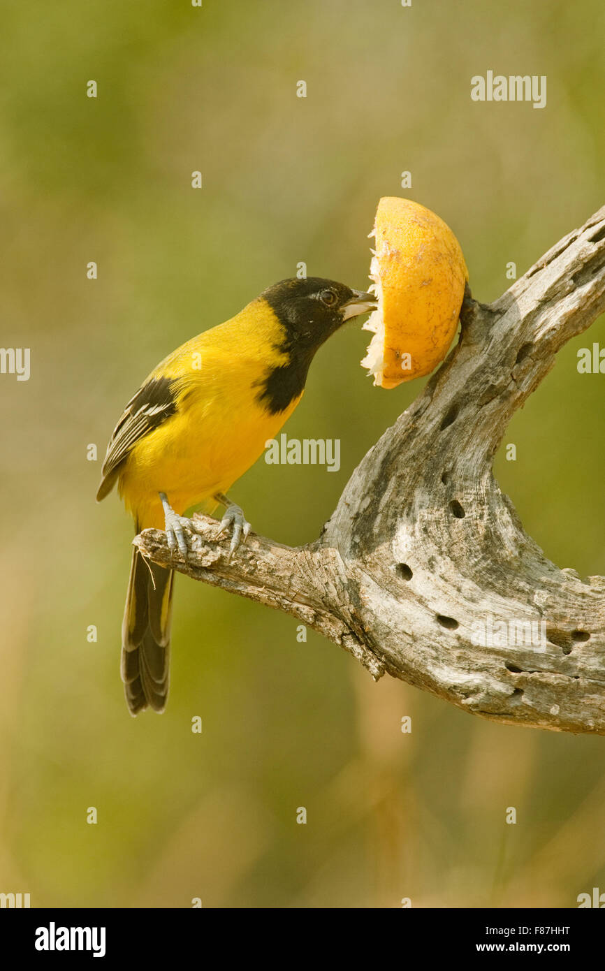 Audubon's Oriole (Icterus graduacauda) eating an orange at a feeder at Cozad Ranch in southern Texas near Linn, USA Stock Photo