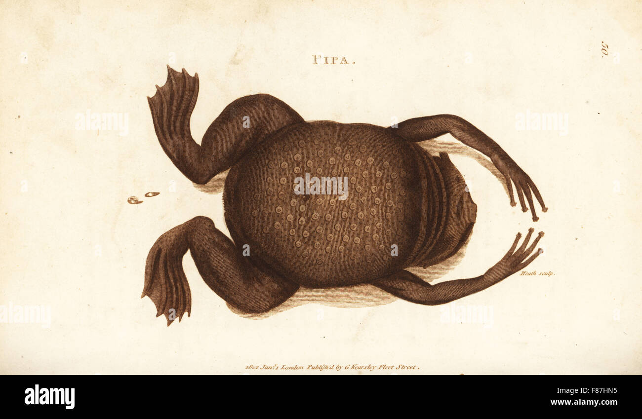 Common Suriname toad or star-fingered toad, Pipa pipa (Pipa, Rana pipa). Female with eggs embedded in pockets in her back. Handcoloured copperplate engraving by Heath after an illustration by George Shaw from his General Zoology, Amphibia, London, 1801. Stock Photo