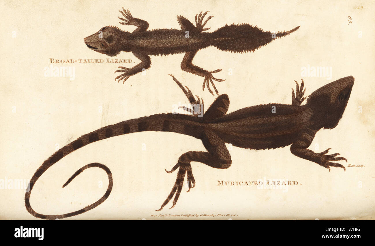 Broad-tailed gecko, Phyllurus platurus (broad-tailed lizard, Lacerta platura) and jacky lashtail lizard, Amphibolurus muricatus (muricated lizard, Lacerta muricata). Handcoloured copperplate engraving by Heath after an illustration by George Shaw from his General Zoology, Amphibia, London, 1801. Stock Photo