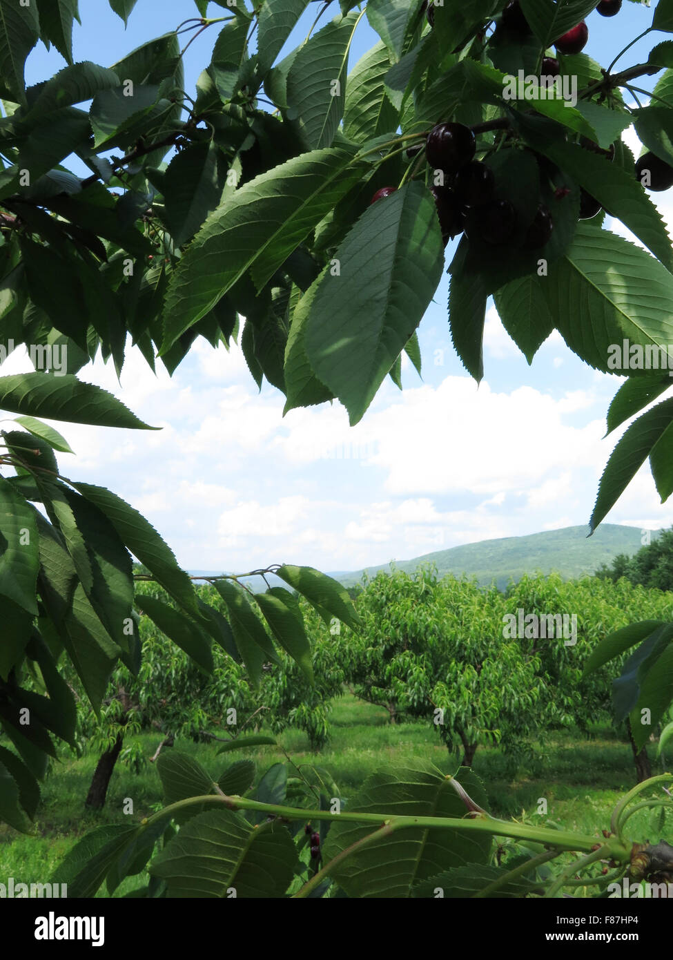 Cherries ripen in a upick fruit orchard in the Massachusetts