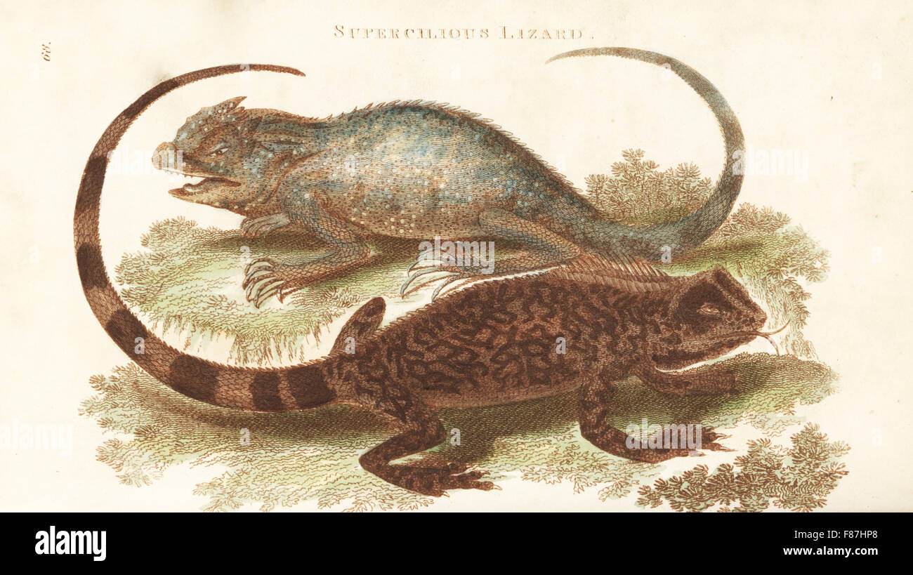 Diving lizard, Uranoscodon superciliosa (supercilious lizard, Lacerta superciliosa) and  hump-nosed lizard, Lyriocephalus scutatus (scutated lizard, Lacerta scutata). Handcoloured copperplate engraving by Heath after an illustration by George Shaw from his General Zoology, Amphibia, London, 1801. Stock Photo