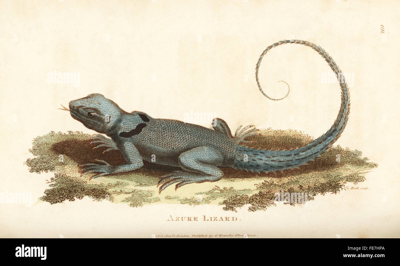 Green thornytail iguana, Uracentron azureum (azure lizard, Lacerta