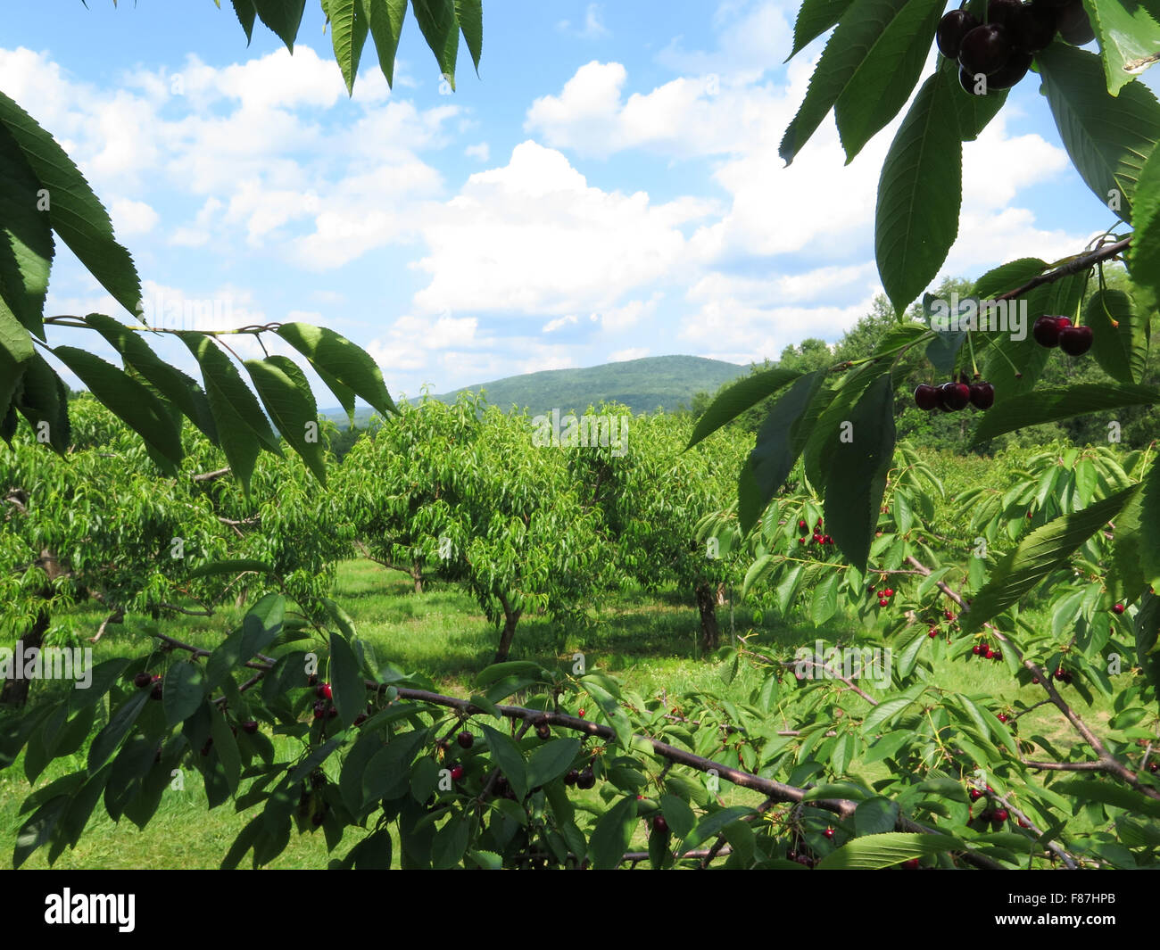 Cherry orchard usa hires stock photography and images Alamy