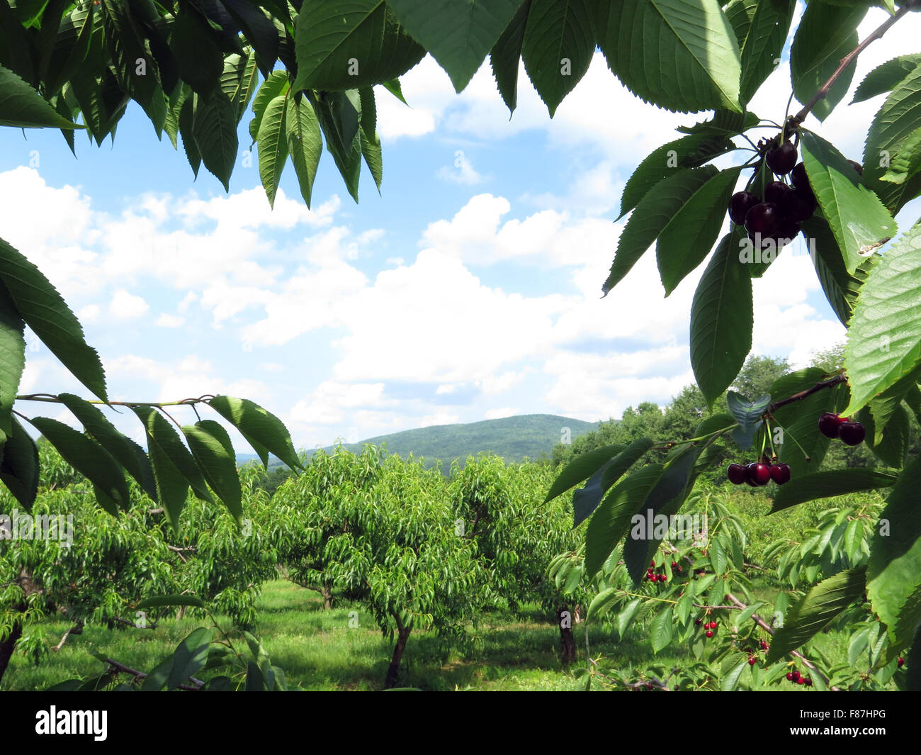 Cherry orchard usa hires stock photography and images Alamy