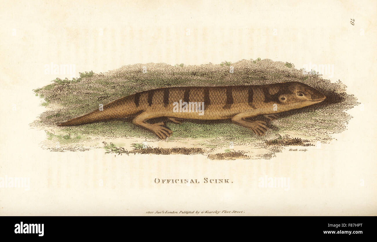 Sandfish skink, Scincus scincus (officinal scink, Lacerta scincus). Handcoloured copperplate engraving by Heath after an illustration by George Shaw from his General Zoology, Amphibia, London, 1801. Stock Photo