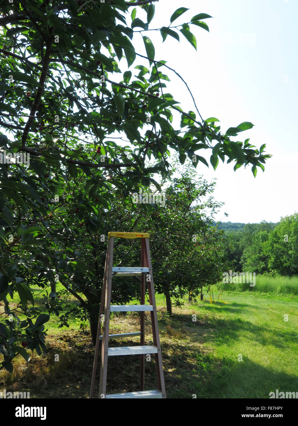 Cherry picker fruit hires stock photography and images Alamy
