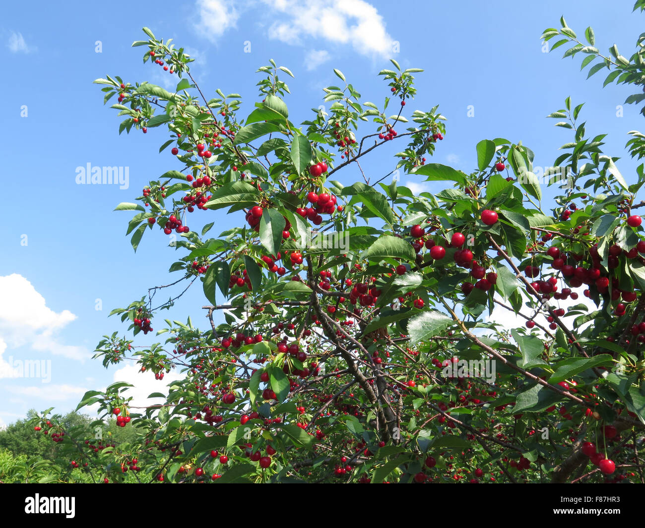 Cherry orchard usa hires stock photography and images Alamy
