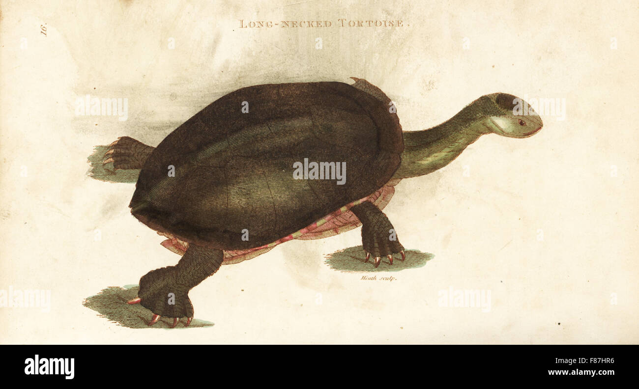 Eastern long-necked turtle or common snake-necked turtle, Chelodina longicollis (Long-necked tortoise, Testudo longicollis). Handcoloured copperplate engraving by Heath after an illustration by George Shaw from his General Zoology, Amphibia, London, 1801. Stock Photo