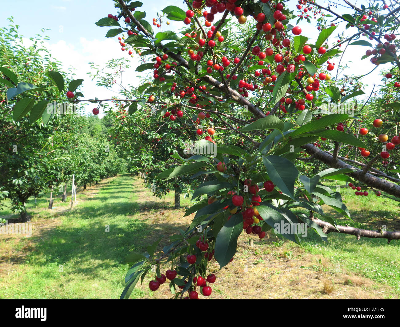 Cherries ripen in a upick fruit orchard in the Massachusetts