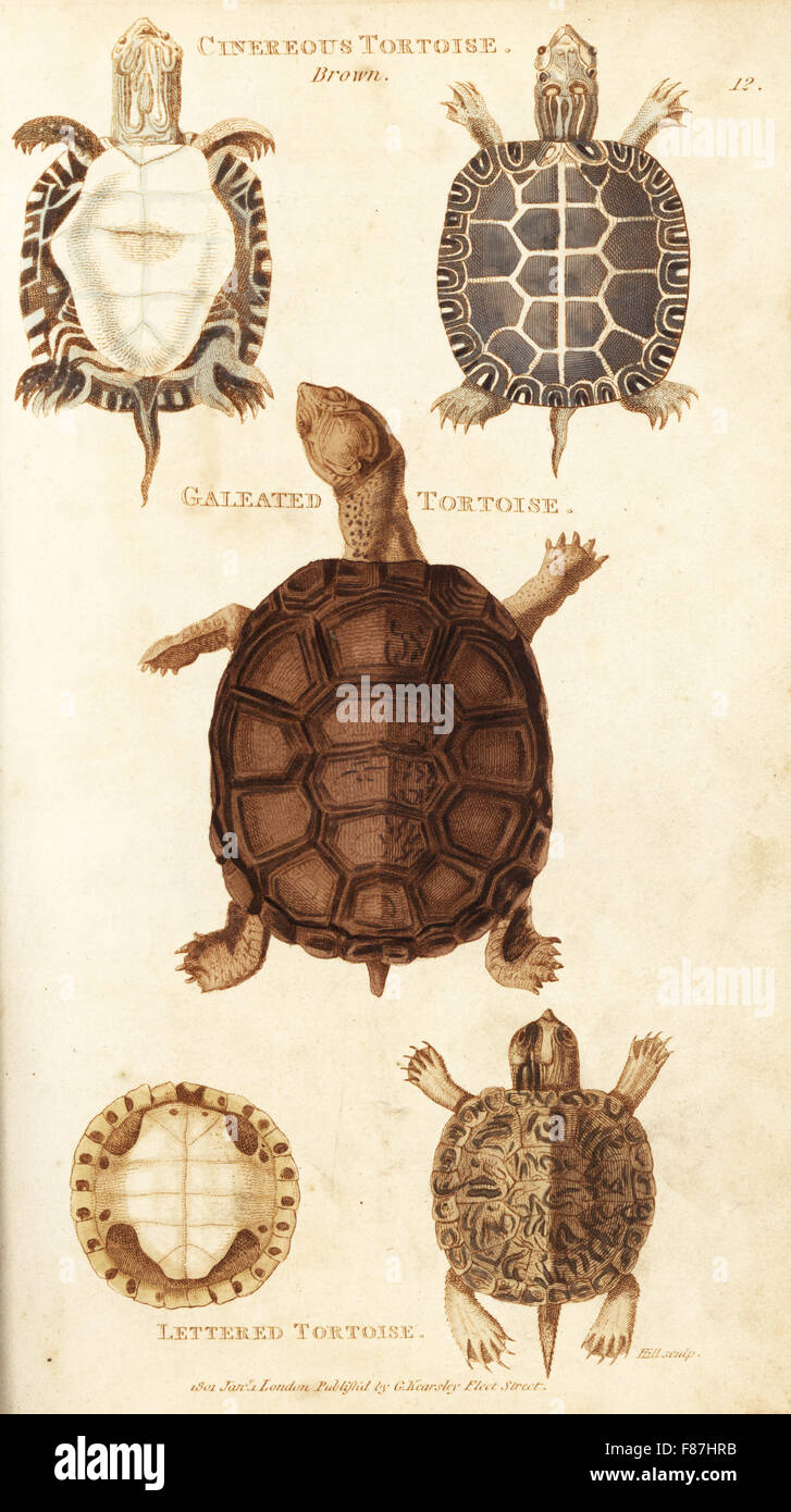 Painted turtle, Chrysemys picta (cinereous tortoise, Testudo picta), African helmeted turtle, Pelomedusa subrufa (galeated tortoise, Testudo galeata) and pond slider, Trachemys scripta (lettered tortoise, Testudo scripta). Handcoloured copperplate engraving by Hill after an illustration by George Shaw from his General Zoology, Amphibia, London, 1801. Stock Photo