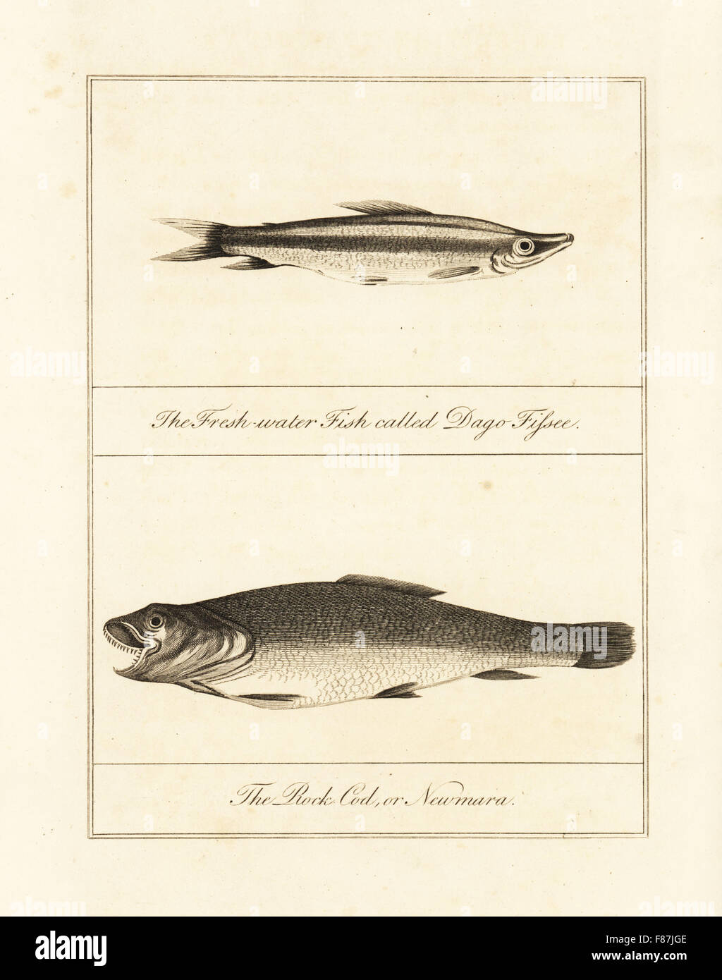 red tailed freshwater barracuda