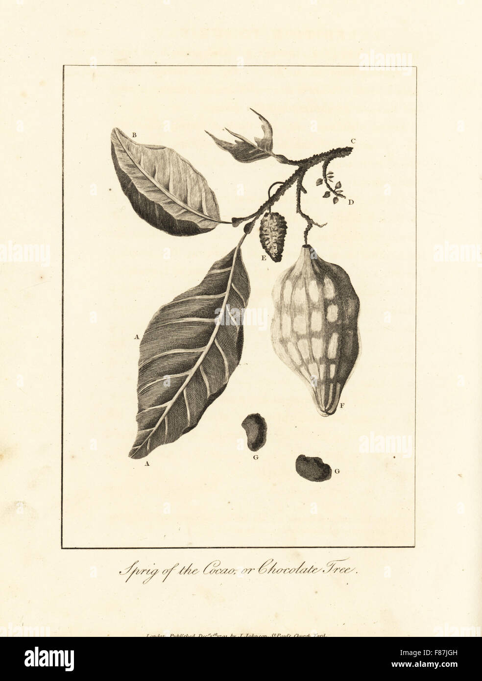 Cocoa tree london hires stock photography and images Alamy