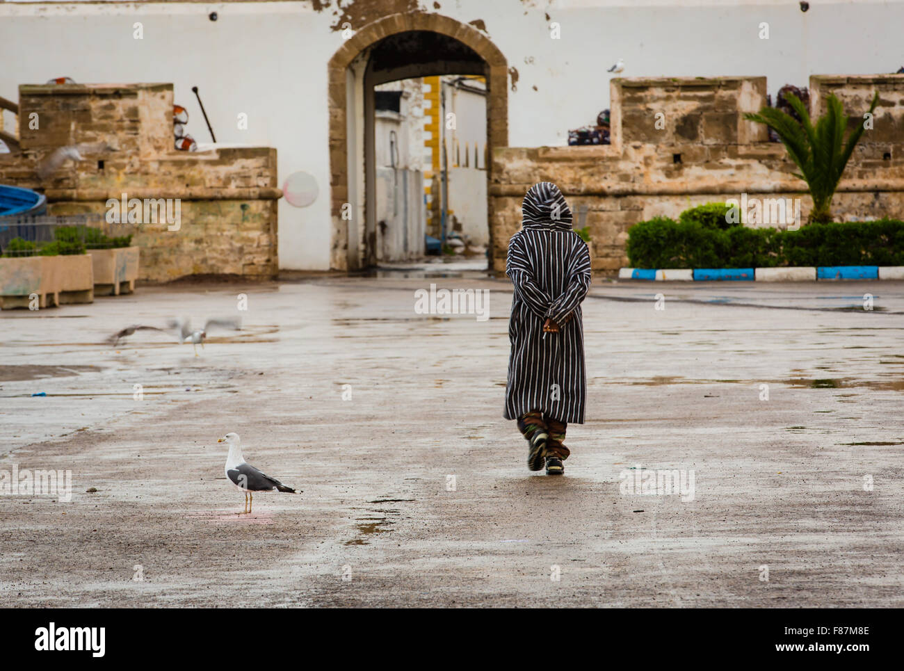 Gulls are permanent companions fishermen. Port of Essaouira, Morocco. Stock Photo
