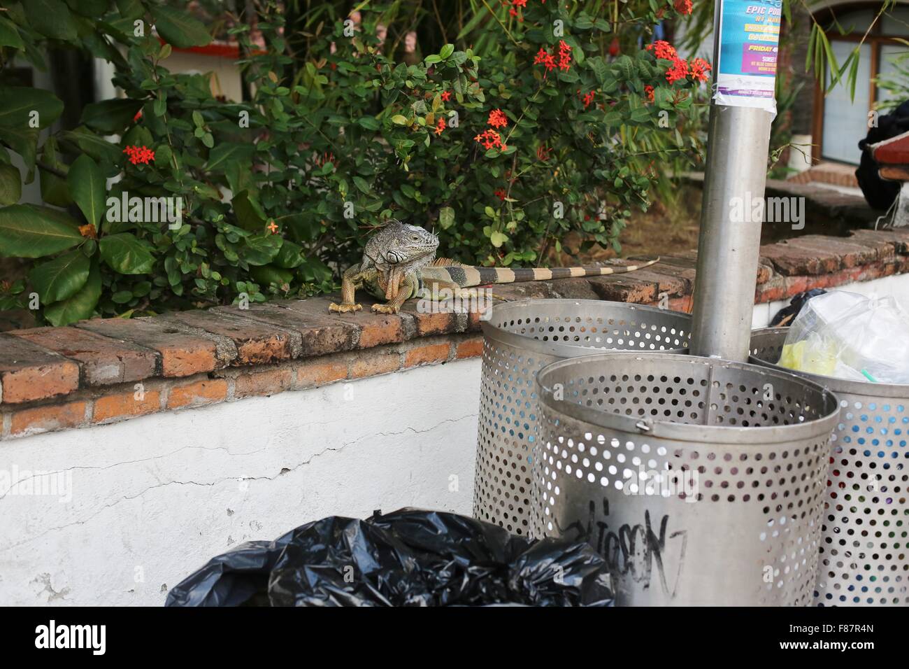 A large iguana on a wall next to trash bins in Puerto Vallarta Mexico Stock Photo