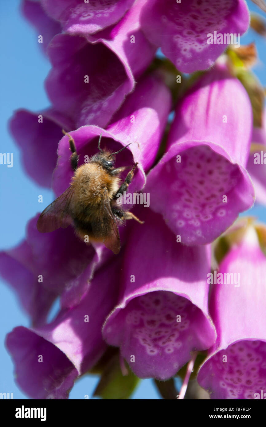 Bee in Foxglove flower Stock Photo