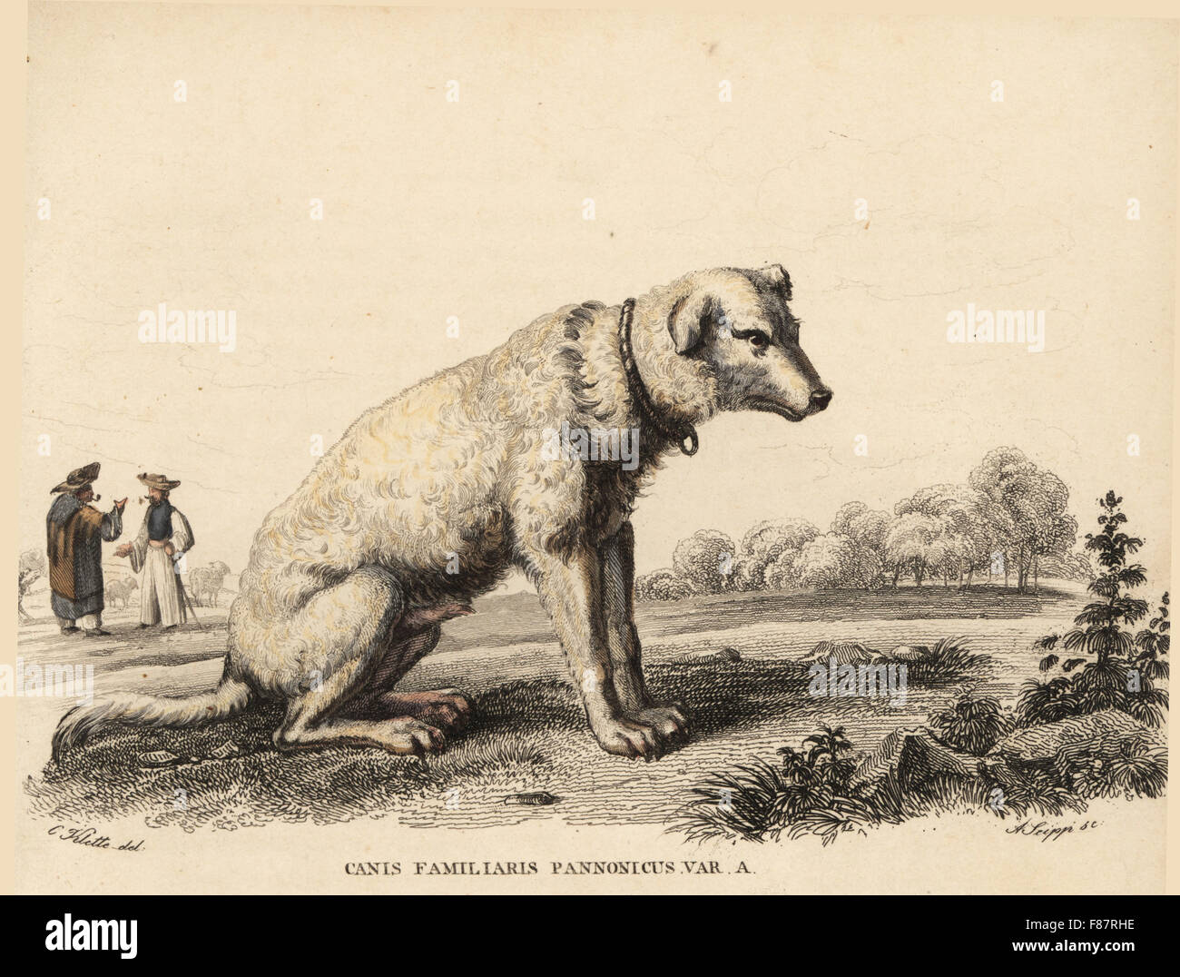 Hungarian Kuvasz sheepdog, shaggy variety, Canis familiaris pannonicus