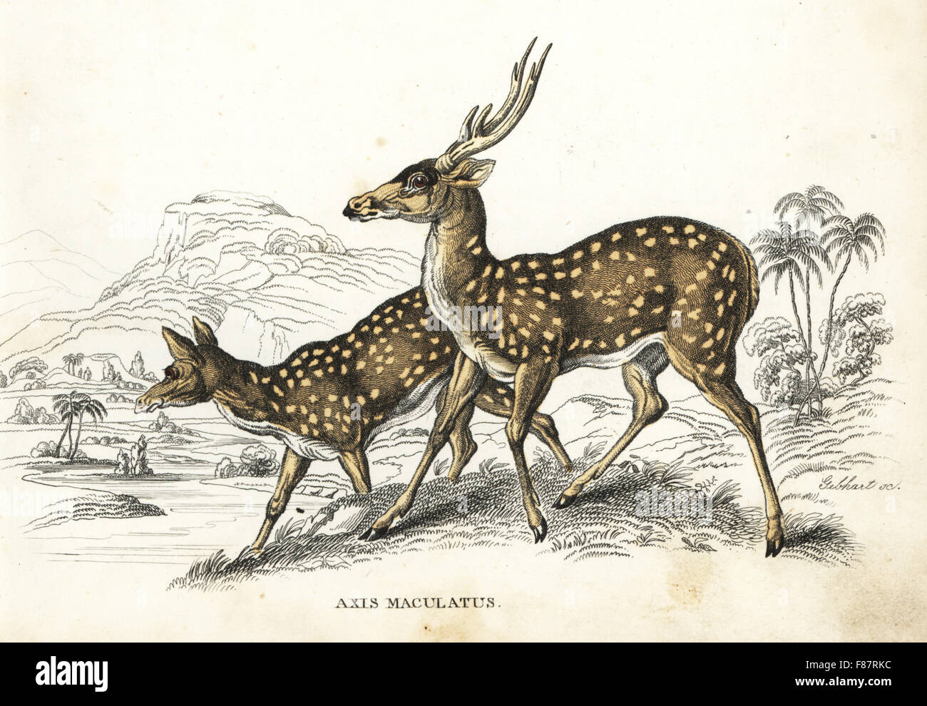 Chital or cheetal, Axis axis (Spotted deer, Axis maculatus). Handcoloured lithograph by Gebhart from Georg Friedrich Treitschke's Gallery of Natural History, Naturhistorischer Bildersaal des Thierreiches, Liepzig, 1842. Stock Photo