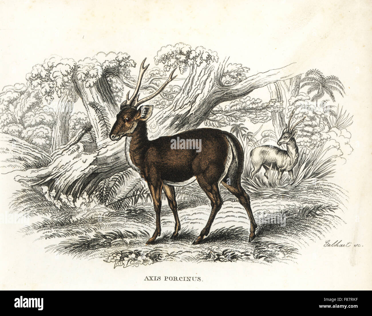 Hog deer, Axis porcinus, endangered. Handcoloured lithograph by Gebhart from Georg Friedrich Treitschke's Gallery of Natural History, Naturhistorischer Bildersaal des Thierreiches, Liepzig, 1842. Stock Photo