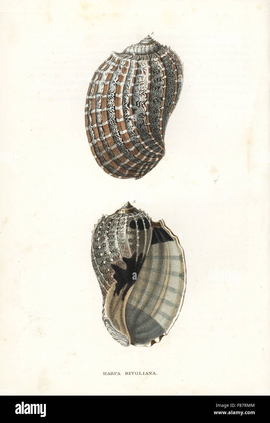 Harpa crenata shell (Rivoli's harp shell, Harpa rivoliana). After an illustration by Rene-Primevere Lesson. Handcoloured lithograph from Georg Friedrich Treitschke's Gallery of Natural History, Naturhistorischer Bildersaal des Thierreiches, Liepzig, 1842. Stock Photo